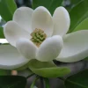 Sweetbay Magnolia Live Plant 1 Gallon Pot - Fragrant White Flowers Outdoor - Image 1