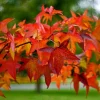 Sweetgum Tree Live Plant – Liquidambar styraciflua – Quart Pot – Outdoor Deciduous - Image 1