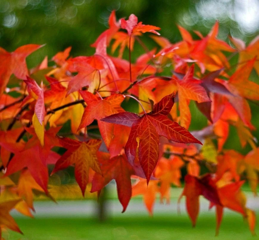 Sweetgum Tree Live Plant – Liquidambar styraciflua – Quart Pot – Outdoor Deciduous - Image 1