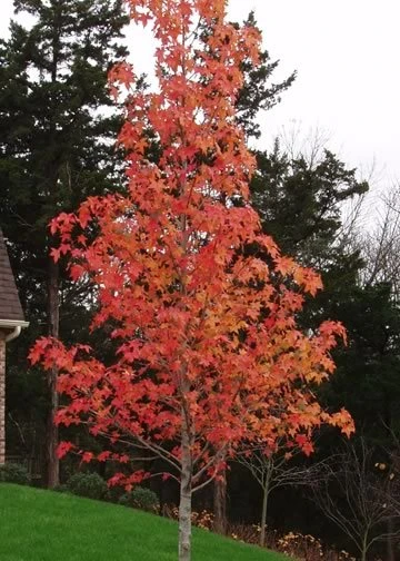 Sweetgum Tree Live Plant – Liquidambar styraciflua – Quart Pot – Outdoor Deciduous - Image 2
