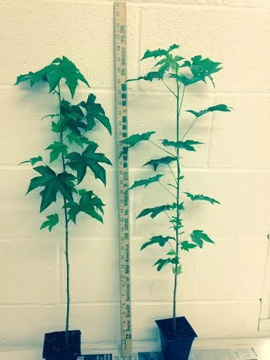 Sweetgum Tree Live Plant – Liquidambar styraciflua – Quart Pot – Outdoor Deciduous - Image 3