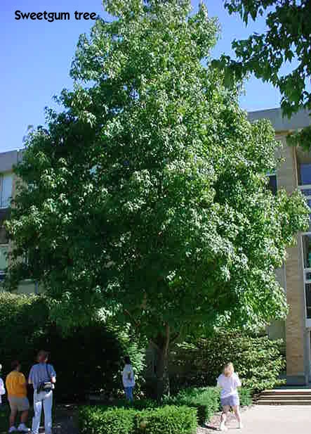 Sweetgum Tree Live Plant – Liquidambar styraciflua – Quart Pot – Outdoor Deciduous - Image 4
