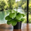 Sweetheart Hoya Live Plant – Heart Leaf Succulent – 4-8 Inch Tall – Indoor - Image 1