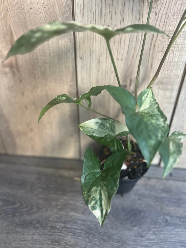 Syngonium Albo Variegatum Live Plant - 4" Pot - Indoor Arrowhead Aroid - Cannot ship to CA - Image 2