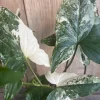 Syngonium Albo Variegatum Live Plant - 4" Pot - Indoor Arrowhead Aroid - Cannot ship to CA - Image 1
