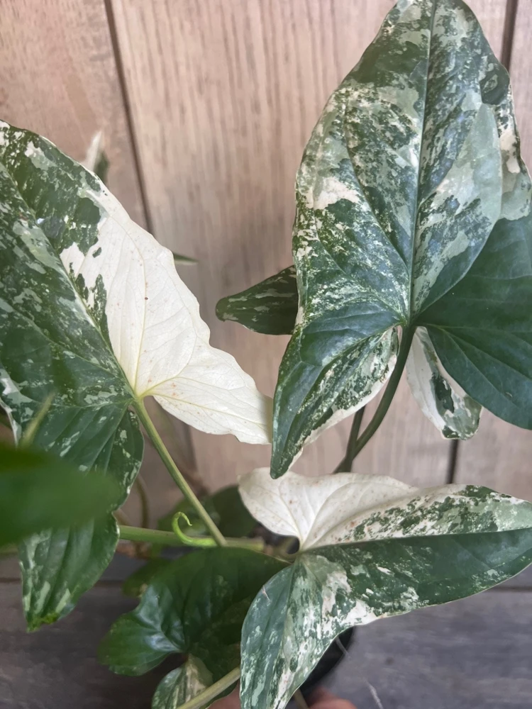 Syngonium Albo Variegatum Live Plant - 4" Pot - Indoor Arrowhead Aroid - Cannot ship to CA - Image 1