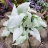 Syngonium Holly M Live Plant - White Arrowhead Vine Houseplant 2.5 inch pot - Image 1
