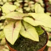 Syngonium Mango Allusion Live Plant – Arrowhead Vine – 4 inch Pot – Indoor Tropical Houseplant - Image 1