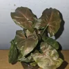 Syngonium Maria Live Plant - Bronze Arrowhead Houseplant in 4" Pot, Indoor/Outdoor - Image 1