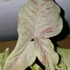 Syngonium Milk Confetti Live Plant – Arrowhead Plant in 4" Pot – Indoor/Outdoor - Image 1