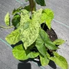 Syngonium Mojito Live Plant – Variegated Arrowhead Plant – 4 inch Pot – Indoor/Outdoor - Image 1