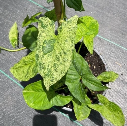 Syngonium Mojito Live Plant – Variegated Arrowhead Plant – 4 inch Pot – Indoor/Outdoor - Image 1