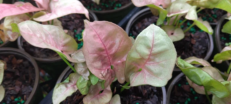 Syngonium Pink Lava Live Plant - 4 inch Growing Pot, Arrowhead Vine Indoor - Image 2