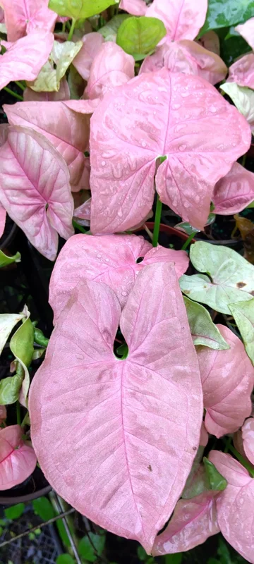 Syngonium Pink Lava Live Plant - 4 inch Growing Pot, Arrowhead Vine Indoor - Image 1