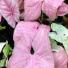 Syngonium Pink Lava Live Plant – 4 inch Pot – Indoor Arrowhead Plant - Image 1