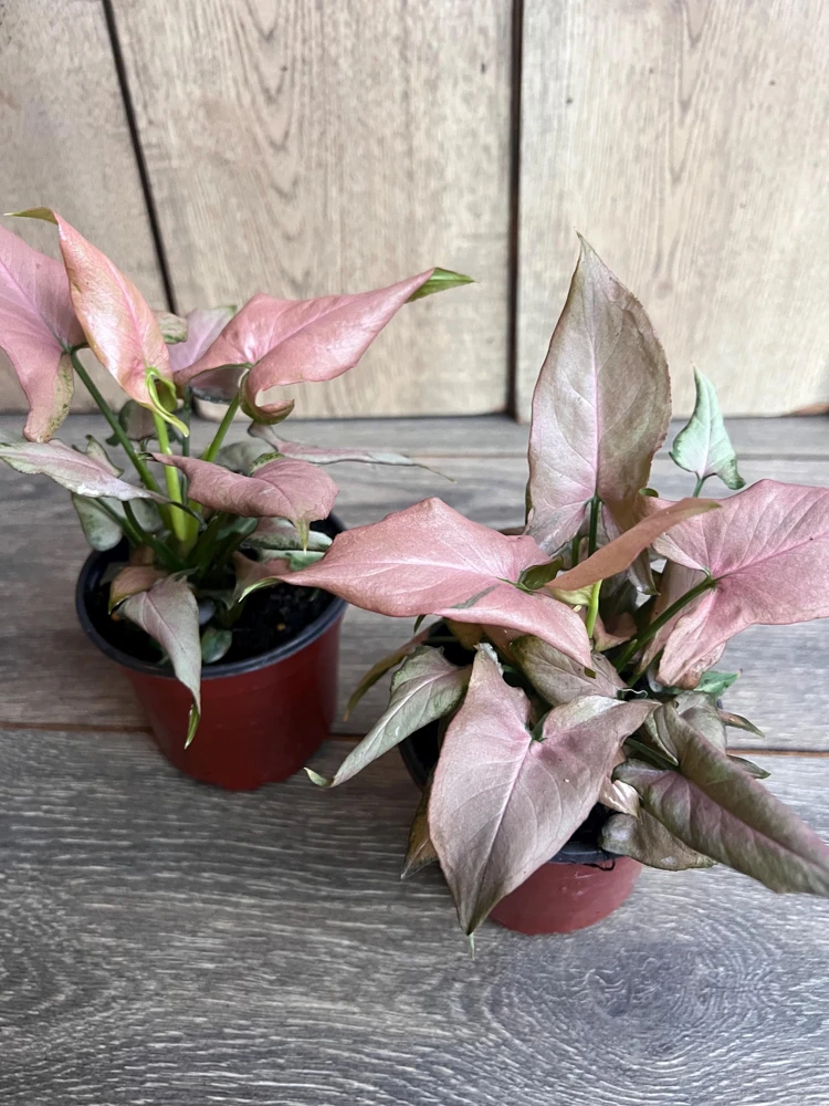 Syngonium Pink Perfection Live Plant – Pink Arrowhead Vine – 4 Inch Pot – Indoor Houseplant - Cannot ship to CA - Image 2