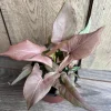 Syngonium Pink Perfection Live Plant – Pink Arrowhead Vine – 4 Inch Pot – Indoor Houseplant - Cannot ship to CA - Image 1