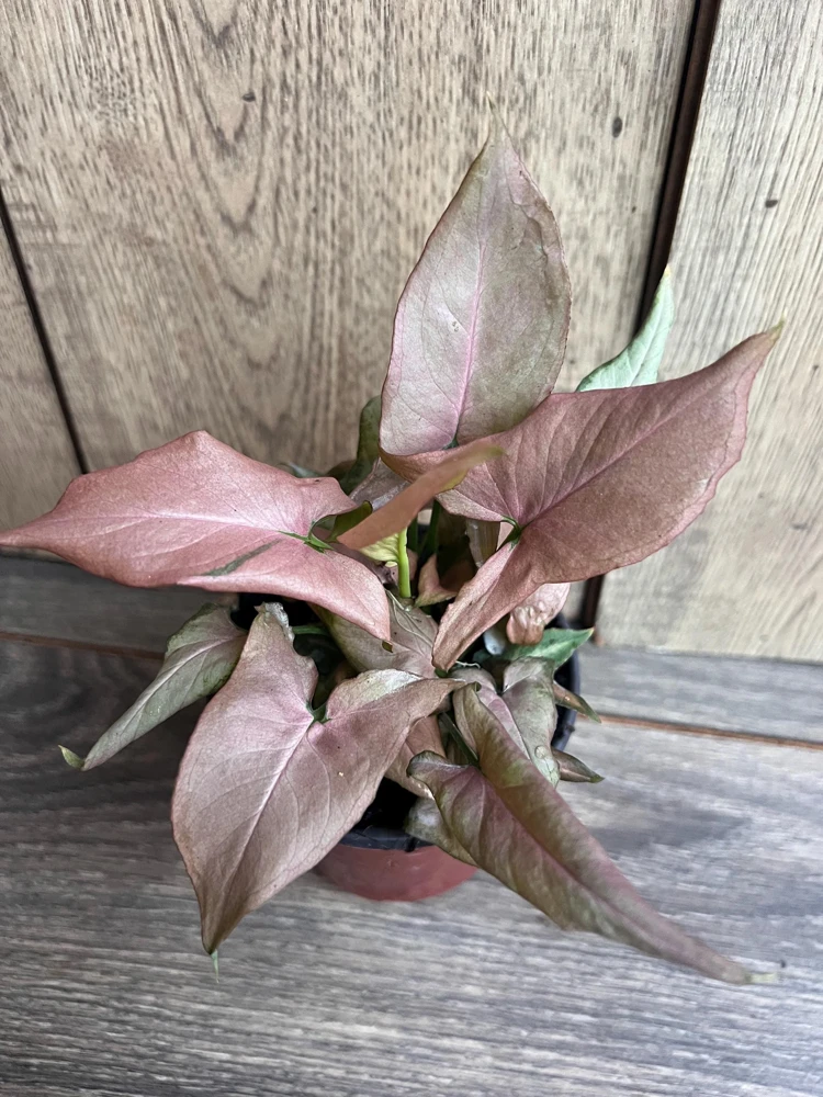 Syngonium Pink Perfection Live Plant – Pink Arrowhead Vine – 4 Inch Pot – Indoor Houseplant - Cannot ship to CA - Image 1