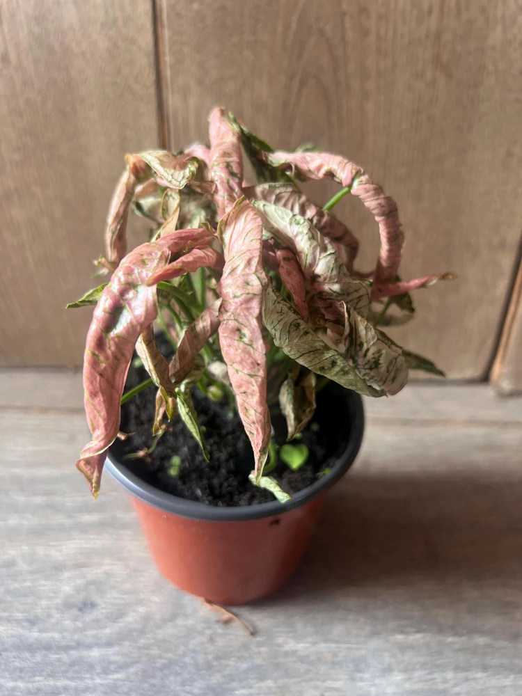 Syngonium Pink Roll Live Plant – Rare Pink Houseplant – 4 Inch Pot – Indoor Tropical - Cannot ship to CA - Image 2