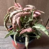 Syngonium Pink Roll Live Plant – Rare Pink Houseplant – 4 Inch Pot – Indoor Tropical - Cannot ship to CA - Image 1