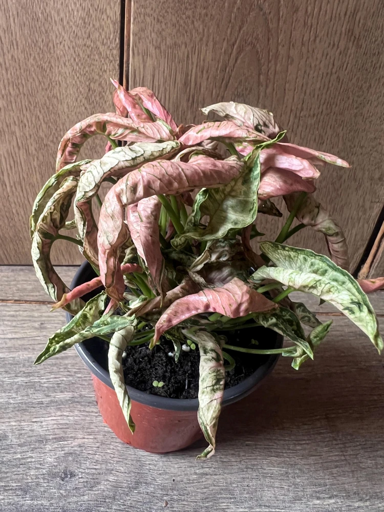 Syngonium Pink Roll Live Plant – Rare Pink Houseplant – 4 Inch Pot – Indoor Tropical - Cannot ship to CA - Image 1