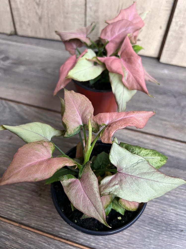 Syngonium Pink Schott Live Plant - Pink Perfection Arrowhead Vine in 4 inch Pot - Cannot ship to CA - Image 2