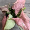 Syngonium Pink Schott Live Plant - Pink Perfection Arrowhead Vine in 4 inch Pot - Cannot ship to CA - Image 1