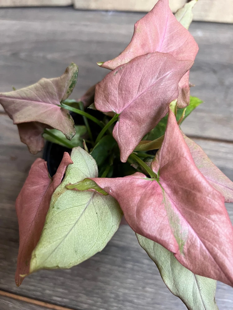 Syngonium Pink Schott Live Plant - Pink Perfection Arrowhead Vine in 4 inch Pot - Cannot ship to CA - Image 1
