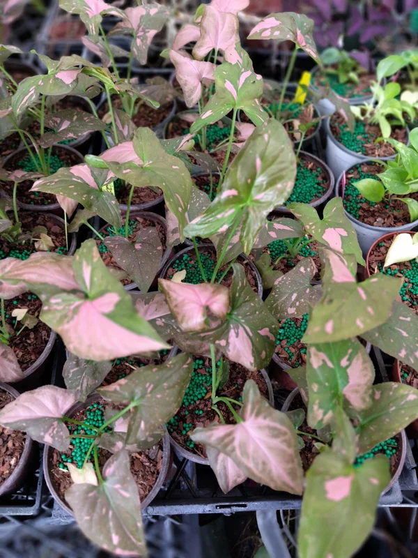 Syngonium Pink Splash Live Plant – 4 inch Pot – Indoor Arrowhead Plant - Image 2