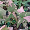 Syngonium Pink Splash Live Plant – 4 inch Pot – Indoor Arrowhead Plant - Image 1