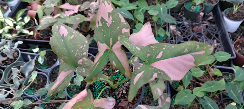 Syngonium Pink Splash Live Plant - Arrowhead Plant - 4 inch Nursery Pot - Indoor - Image 1