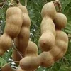 Tamarind Tree Live Plant - Tamarindus indica 3 Gallon Pot - Edible Fruit - Cannot ship to CA - Image 1