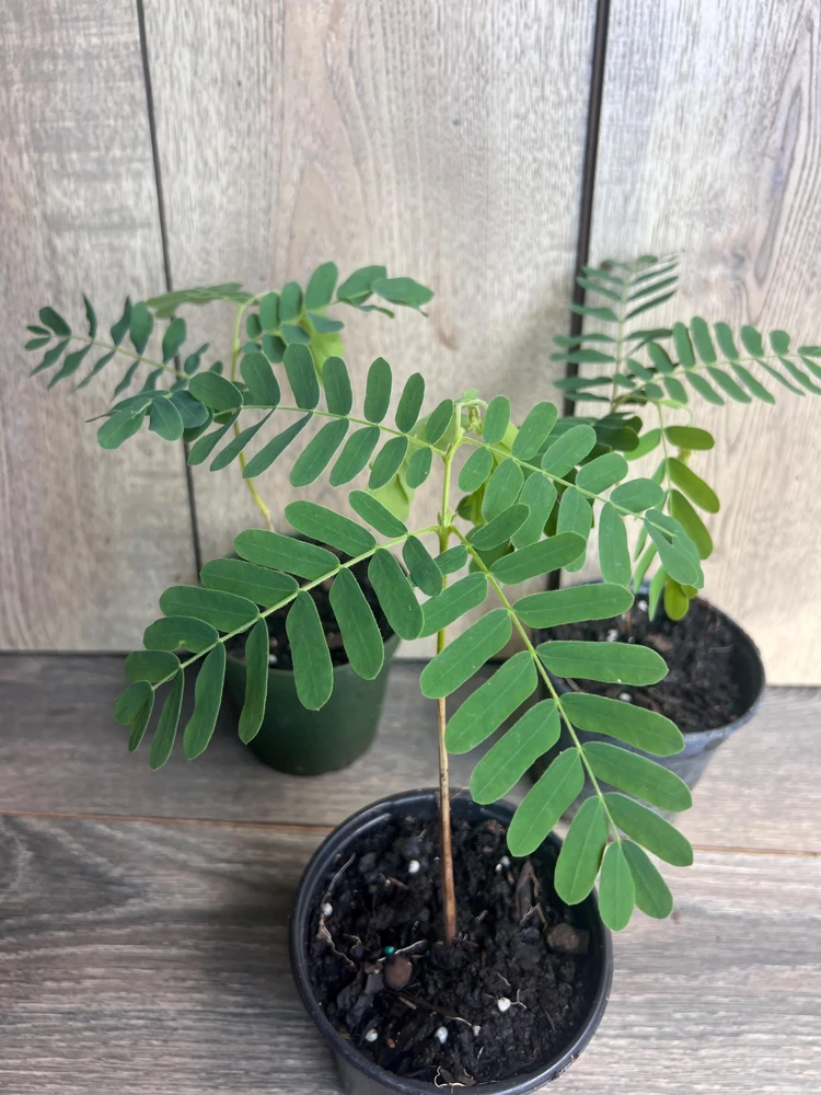 Tamarind Tree Live Plant – Tamarindus indica in 4 inch Pot – Edible Fruit Tree - Cannot ship to CA - Image 2