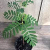 Tamarind Tree Live Plant – Tamarindus indica in 4 inch Pot – Edible Fruit Tree - Cannot ship to CA - Image 1