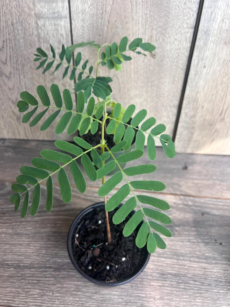Tamarind Tree Live Plant – Tamarindus indica in 4 inch Pot – Edible Fruit Tree - Cannot ship to CA - Image 1