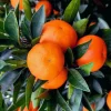 Tango Mandarin Tree Live Plant – Half Gallon Pot – Sweet, Seedless Tangerine - Cannot ship to CA - Image 1