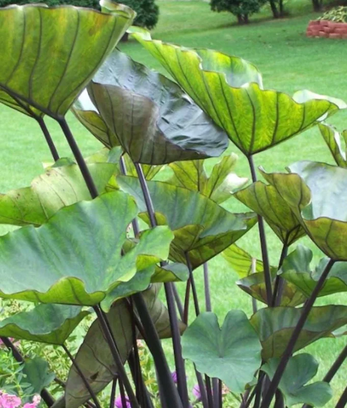 Tea Cup Colocasia Live Plant - Elephant Ear Tropical Plant 6-12in Tall - Bare Root - Image 2
