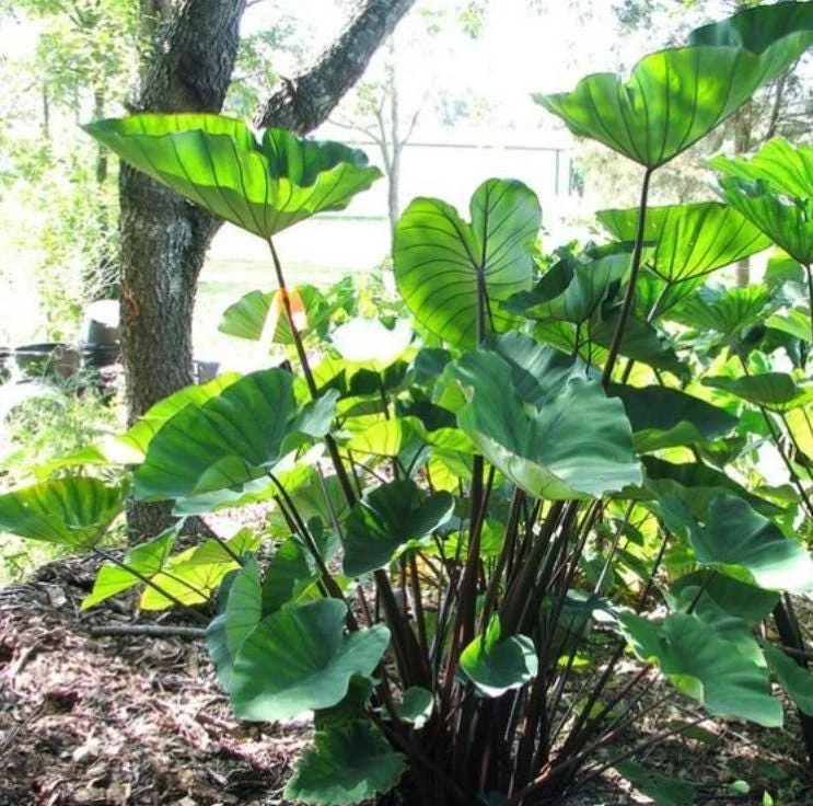 Tea Cup Colocasia Live Plant - Elephant Ear Tropical Plant 6-12in Tall - Bare Root - Image 1