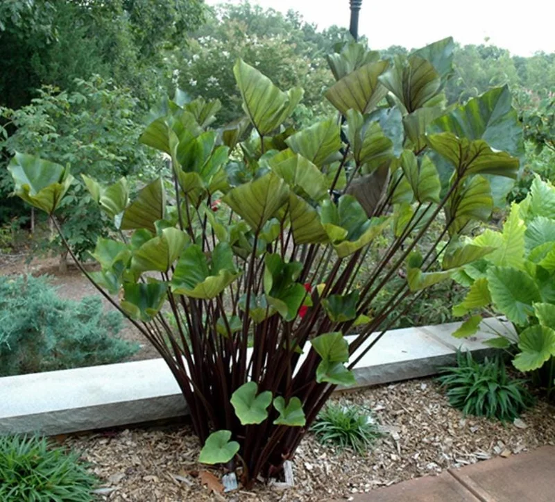 Tea Cup Colocasia Live Plant - Tropical Elephant Ear, 6-12" Tall, No Pot - Image 2