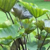 Tea Cup Colocasia Live Plant - Tropical Elephant Ear, 6-12" Tall, No Pot - Image 1