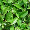Tea Plant Camellia Sinensis Live Plant - 4" Tall Starter - Grow Your Own Tea - Image 1