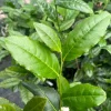 Tea Plant Camellia Sinensis Live Plant 4" Tall Starter - Grow Your Own Tea - Image 1