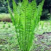 Tennessee Ostrich Fern Rhizomes – 20 Pack – Bare Root Plants – Shade Garden - Image 1