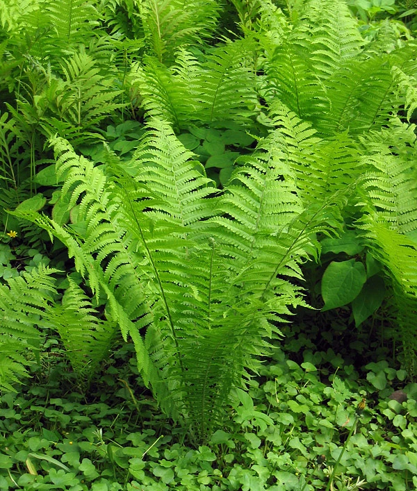 Tennessee Ostrich Fern Rhizomes - 5 Pack Bare Root Plant for Shade - Image 3