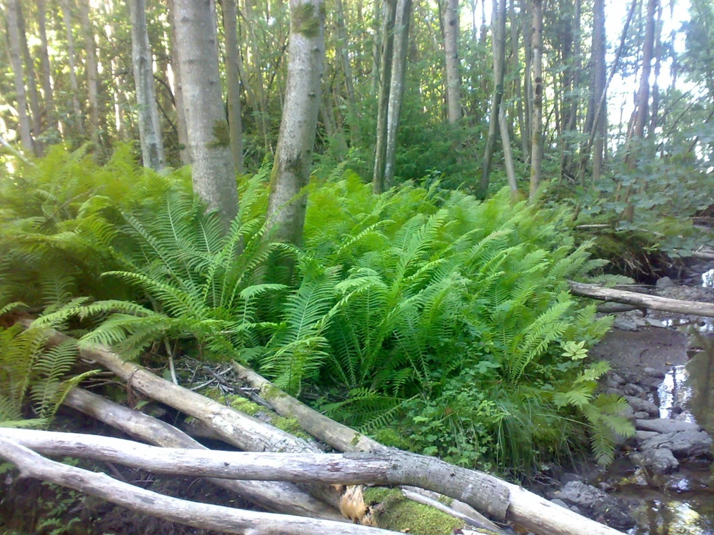 Tennessee Ostrich Fern Rhizomes - 5 Pack Bare Root Plant for Shade - Image 4