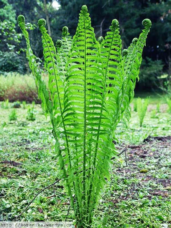 Tennessee Ostrich Fern Rhizomes - 5 Pack Bare Root Plant for Shade - Image 1