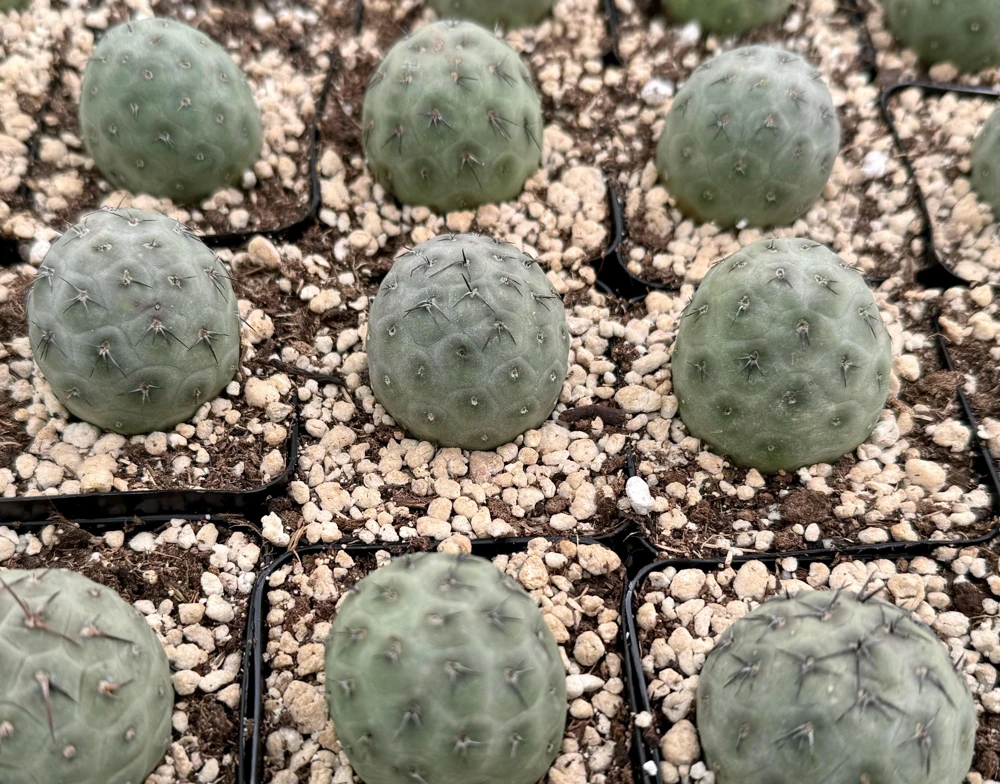 Tephrocactus Geometricus Live Plant - Rare Geometric Cactus in 2.5-4 inch Pot - Image 2