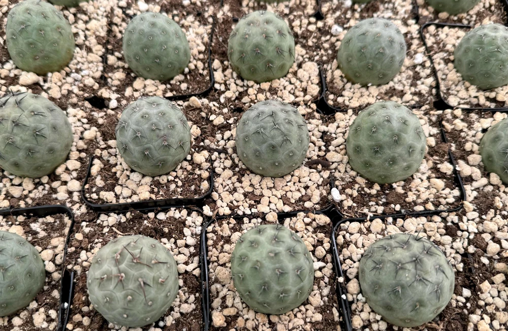 Tephrocactus Geometricus Live Plant - Rare Geometric Cactus in 2.5-4 inch Pot - Image 3