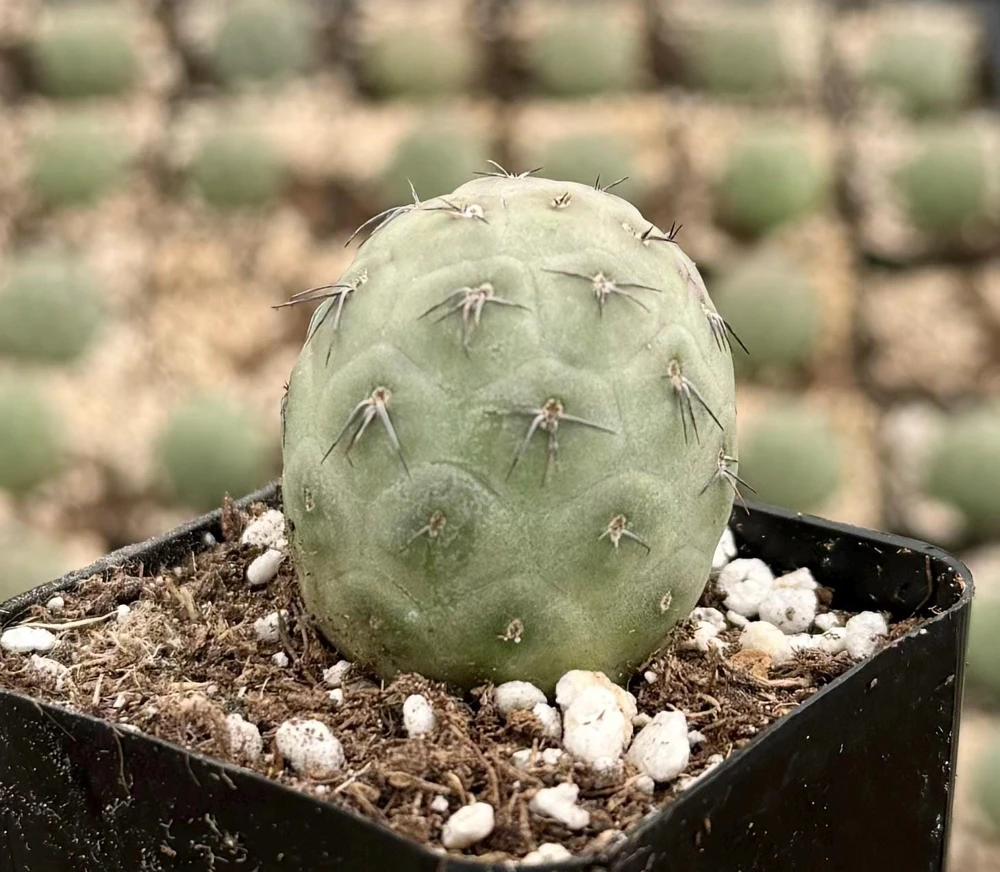 Tephrocactus Geometricus Live Plant - Rare Geometric Cactus in 2.5-4 inch Pot - Image 4