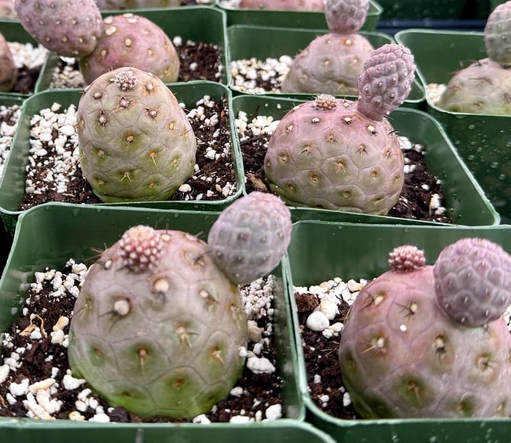Tephrocactus Geometricus Live Plant - Rare Geometric Cactus in 2.5-4 inch Pot - Image 5